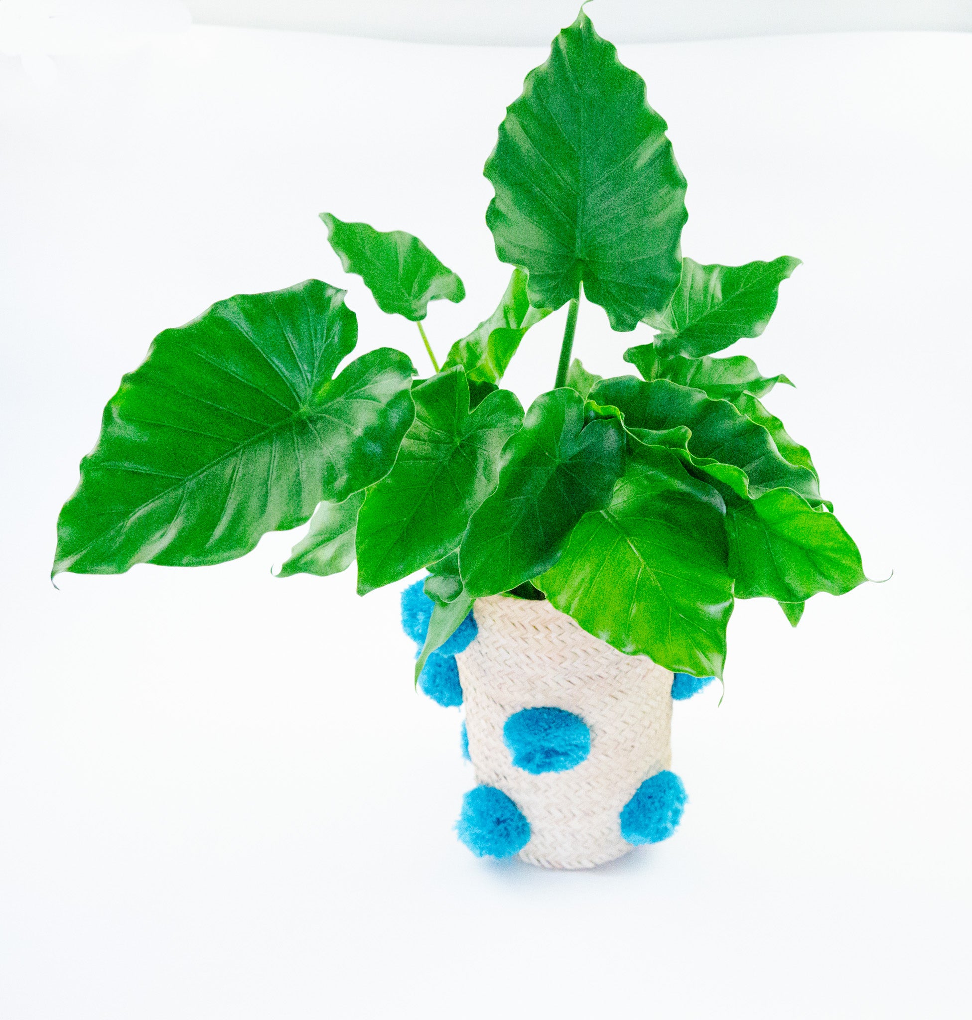 OTHELLO pompom basket TURQUOISE