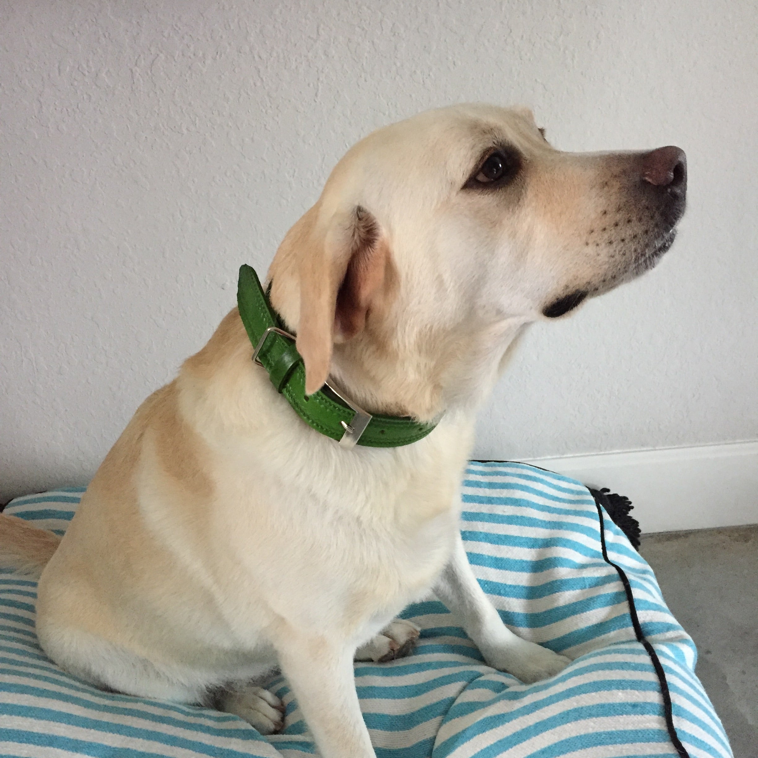 LEATHER DOG COLLAR medium GREEN