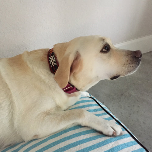 KILIM DOG COLLAR large FUCHSIA